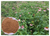 Echinacea Purpurea Extract Proszek z kwasicy korykowej Poprawiający system odpornościowy